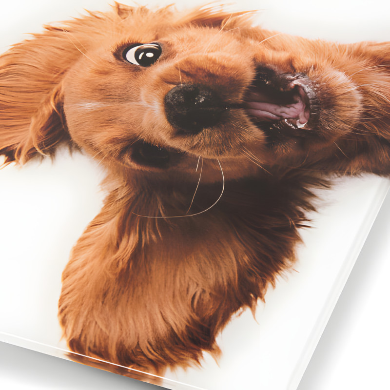 Ваги для підлоги Zelmer ZBS1010 Crazy dog